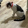 King Shadow joined the competition — help win amazing prizes! cat, tabby, cone, collar, pet, indoor, wooden_floor, shadow, animal, sitting, feline, domestic, flooring, ears, two_cats, home, light, quiet, calm, rest