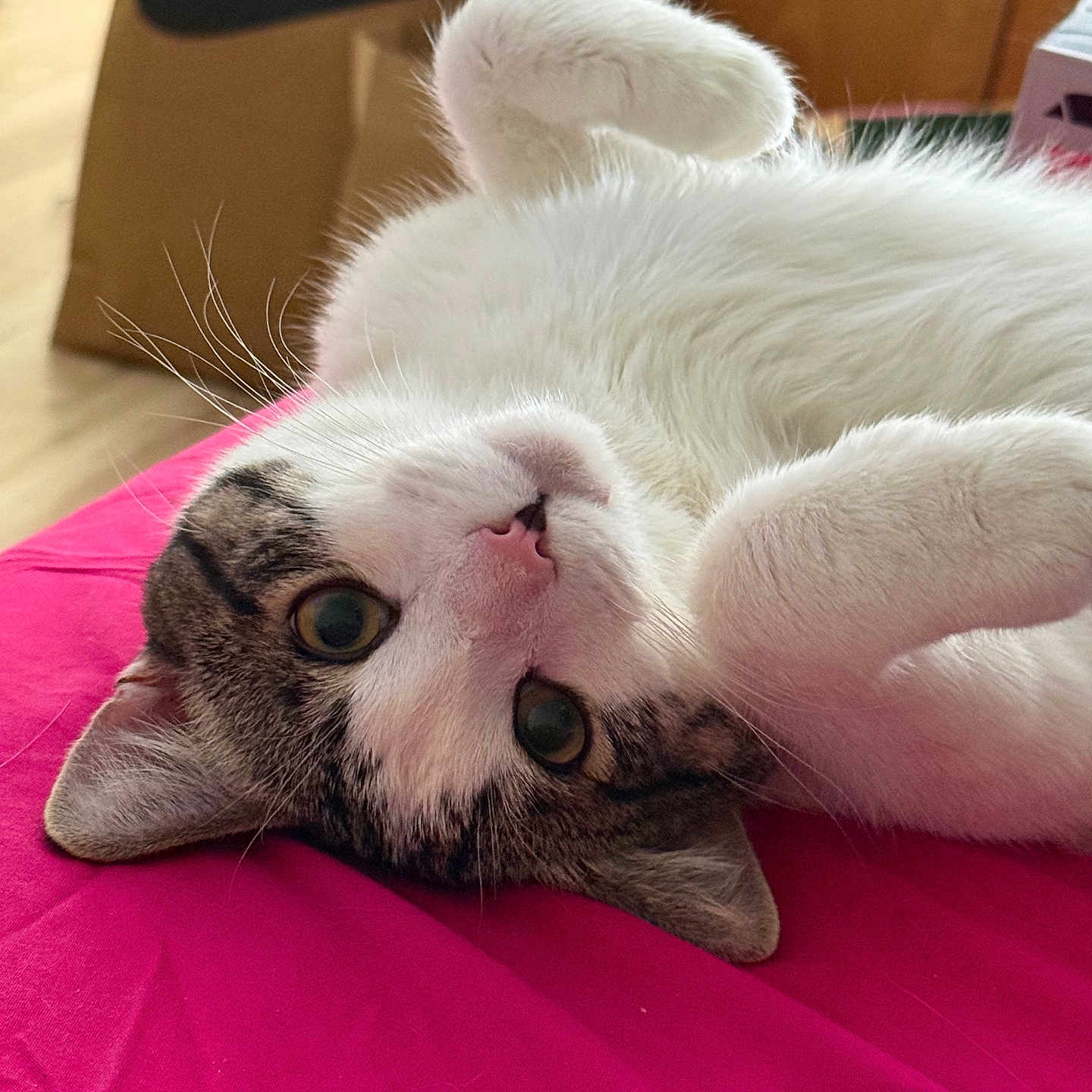King Shadow joined the competition — help win amazing prizes! cat, white_fur, tabby, pink_nose, whiskers, indoor, bed, pink_bedspread, relaxed, cute, pet, feline, fur, animal, face, ears, eyes, paw, cozy, box