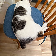 King Shadow is registered to the contest to win money with this photo: cat, chair, wooden_chair, blue_cushion, indoor, floor, tabby_cat, sleeping, curled_up, pet, feline, fur, ears, resting, home, cozy, domestic_animal, animal, wood, cushion