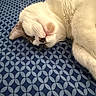 animal, blanket, brown_spot, cat, close_up, cozy, cute, domestic_cat, face, fur, indoor, napping, patterned_blanket, pet, relaxed, resting, sleeping, soft, whiskers, white_fur