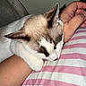 Queen Elsa is registered to the contest to win money with this photo: cat, sleeping, arm, human_hand, striped_pillow, indoor, close_up, feline, resting, fur, white_and_brown, pet, cozy, domestic_animal, companion, relaxation, cute, soft_lighting, cuddle, nap