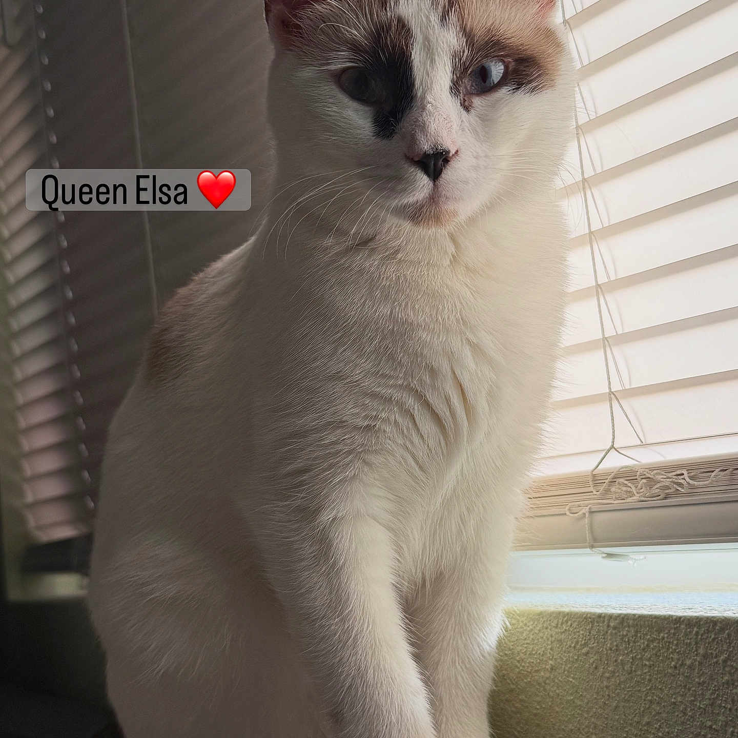 Queen Elsa
