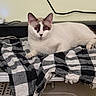 animal, brown_markings, cat, checkered_cloth, cord, cute, domestic_animal, ears, fabric, fur, indoor, lying_down, paws, pet, relaxed, resting, table, wall, whiskers, white_cat