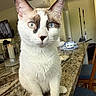 animal, blue_eyes, brown_fur, candle, cat, chair, cleaning_tools, close_up, curious, domestic, feline, household, indoor, kitchen, marble_countertop, pet, plate, portrait, table, white_fur