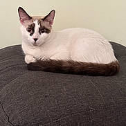 Queen Elsa is registered to the contest to win money with this photo: cat, animal, pet, feline, resting, cushion, indoor, cute, white_fur, brown_tail, alert, portrait, closeup, domestic_animal, relaxed, sitting, furry, whiskers, ears, soft_lighting