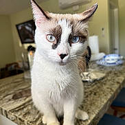 Queen Elsa joined the competition — help win amazing prizes! air_conditioner, blue_eyes, brown_markings, cat, close_up, curious, dining_area, domestic_animal, ears_up, feline, focus, granite_countertop, indoor, kitchen, pet, sitting, tableware, television, whiskers, white_fur