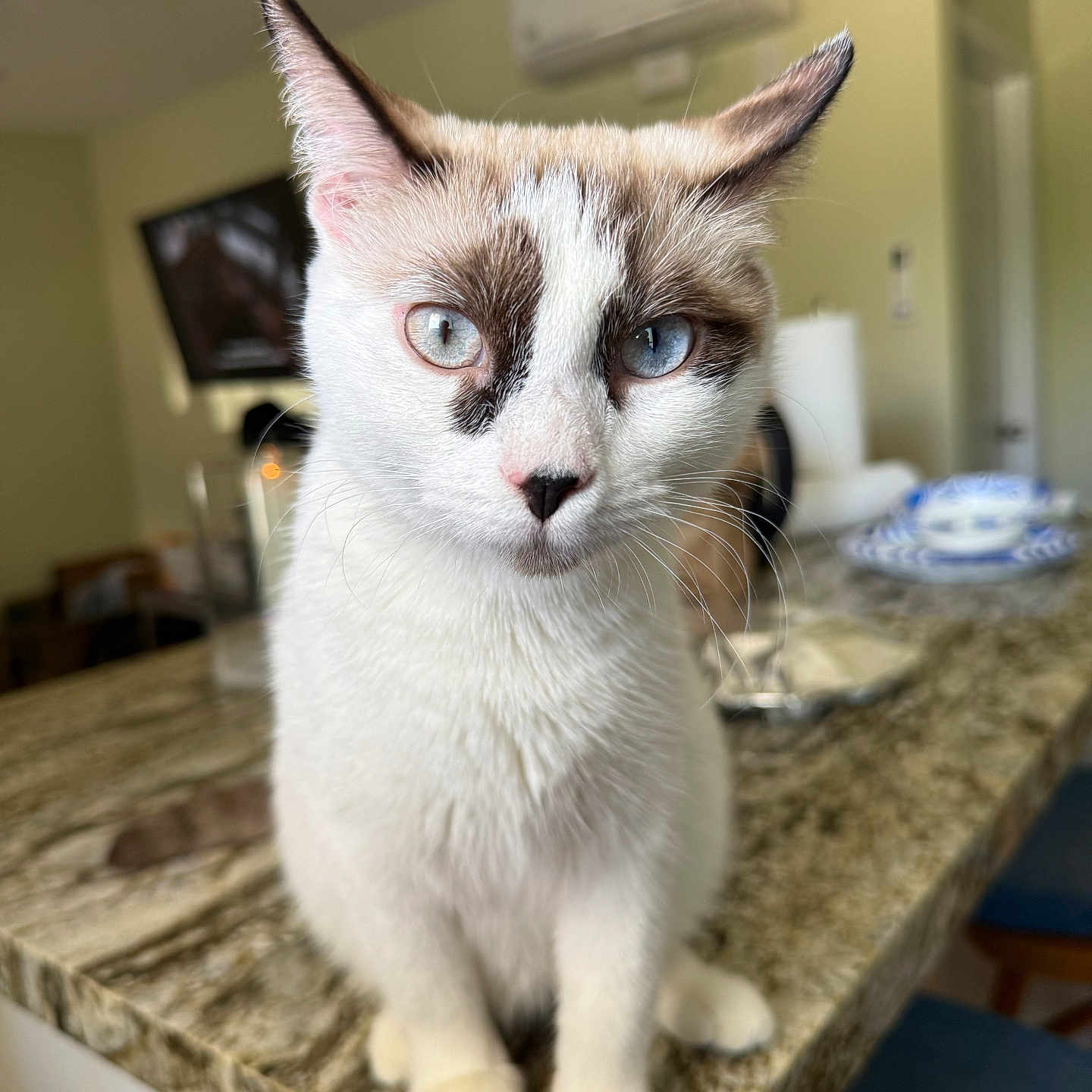 Queen Elsa