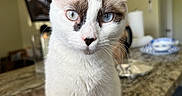 Queen Elsa joined the competition — help win amazing prizes! animal, background_blur, blue_eyes, brown_markings, cat, close_up, curious, domestic_cat, ears, face, feline, granite_countertop, home, indoor, kitchen, pet, sitting, tableware, whiskers, white_fur
