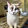 animal, background_blur, blue_eyes, brown_markings, cat, close_up, curious, domestic_cat, ears, face, feline, granite_countertop, home, indoor, kitchen, pet, sitting, tableware, whiskers, white_fur