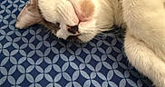Queen Elsa is registered to the contest to win money with this photo: cat, sleeping, white_fur, brown_patch, close_up, bed, blanket, pattern, indoor, pet, fur, whiskers, relaxed, cozy, cute, animal, mammal, resting, soft, peaceful