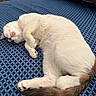 Queen Elsa is registered to the contest to win money with this photo: cat, white_cat, brown_tail, sleeping, curled_up, indoor, blue_pattern, fabric, resting, pet, animal, feline, cozy, cute, fur, whiskers, paws, relaxed, domestic_cat, tail