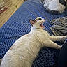 animal, bed, blanket, blue_bedspread, cat, cozy, domestic, fur, furniture, indoor, pet, relaxed, resting, sleeping, stretching, toy_ball, two_cats, whiskers, wooden_floor, yawning