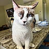 animal, background_blur, blue_eyes, brown_markings, cat, close_up, curious, domestic_cat, ears, face, fur, granite_countertop, household, indoor, kitchen, pet, sitting, tableware, whiskers, white_fur