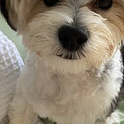 Ziggi is registered to the contest to win money with this photo: adorable, bed, blanket, close_up, cute, dog, eyes, fluffy, fur, gallery_thumbnails, indoor, mobile_interface, nose, paw, pet, portrait, puppy, screenshot_ui, timestamp, whiskers