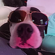 Marley participe au concours pour gagner de l'argent avec cette photo : dog, sunglasses, close_up, black_and_white, pet, indoor, couch, small_dog, fur, animal, relaxing, companion, cute, portrait, nose, paw, funny, household, background, casual