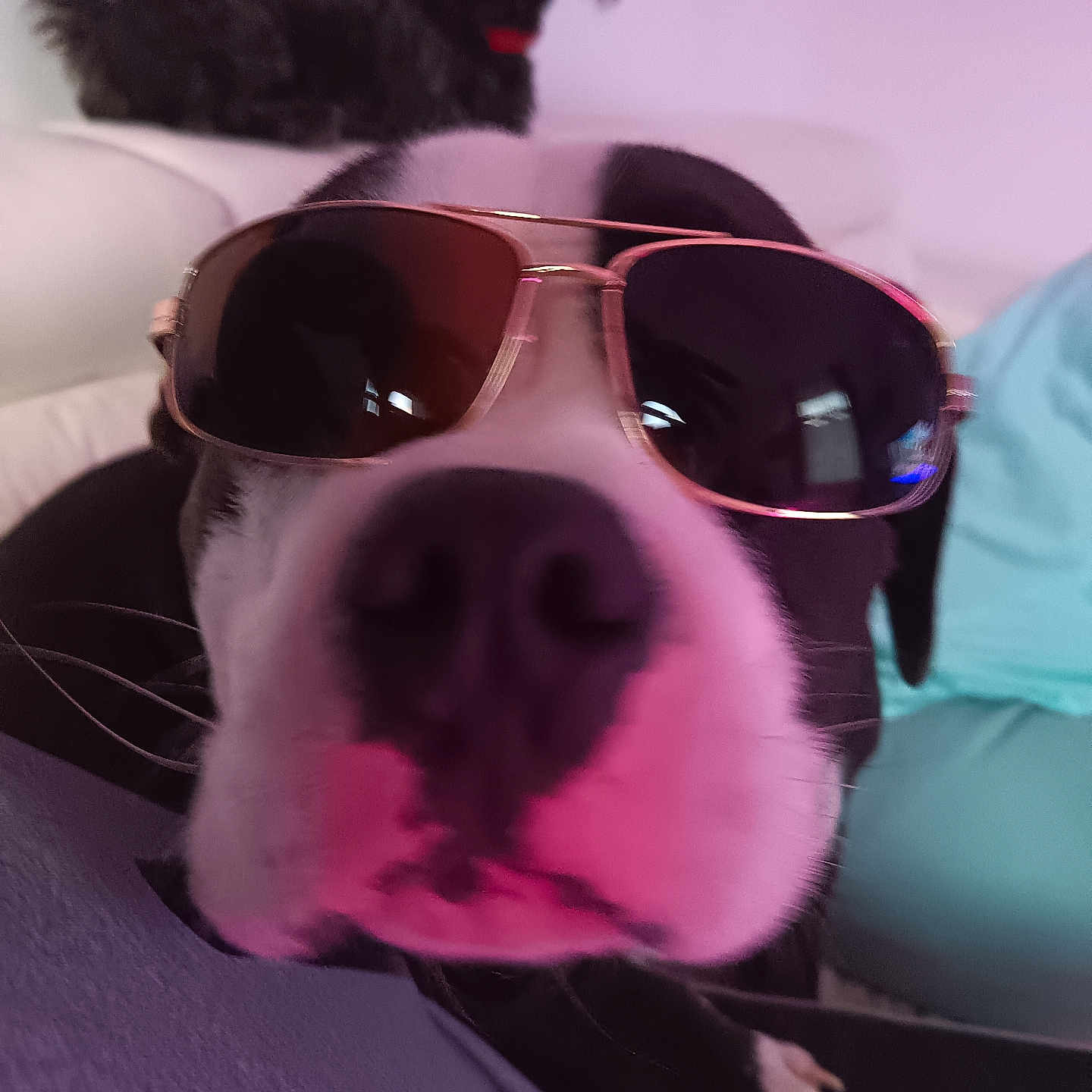 Marley participe au concours pour gagner de l'argent avec cette photo : animal, background, black_and_white, casual, close_up, companion, couch, cute, dog, funny, fur, household, indoor, nose, paw, pet, portrait, relaxing, small_dog, sunglasses