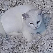 Ila joined the competition — help win amazing prizes! cat, white_cat, sleeping, resting, curled_up, furry, fluffy, pet, animal, indoors, rug, shag_rug, cozy, soft_texture, white, close_up, portrait, relaxed, cute, home