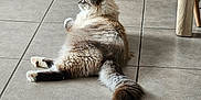Galatea participe au concours pour gagner de l'argent avec cette photo : cat, fluffy, tile_floor, wooden_chair_legs, rug, indoor, pet, feline, relaxed, side_view, curious, home, animal, whiskers, tail, paws, fur, floor, quiet, domestic