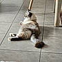 cat, fluffy, tile_floor, wooden_chair_legs, rug, indoor, pet, feline, relaxed, side_view, curious, home, animal, whiskers, tail, paws, fur, floor, quiet, domestic