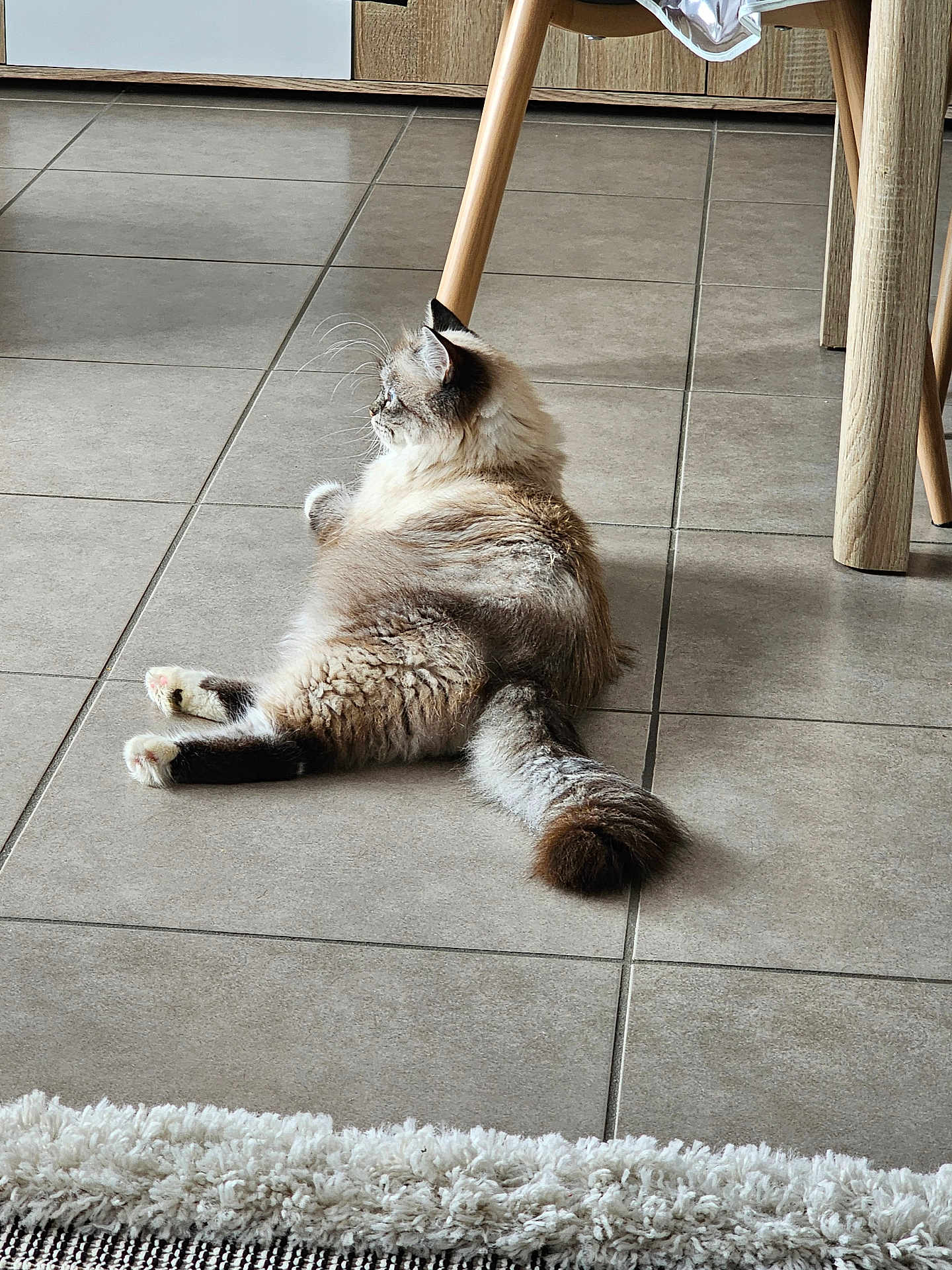 Galatea participe au concours pour gagner de l'argent avec cette photo : cat, fluffy, tile_floor, wooden_chair_legs, rug, indoor, pet, feline, relaxed, side_view, curious, home, animal, whiskers, tail, paws, fur, floor, quiet, domestic