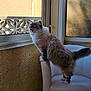 Galatea a rejoint le concours — aidez-le/la à gagner de superbes lots ! animal, balcony, blue_eyes, cat, chair, curiosity, curious, domestic_animal, feline, fluffy, fur, home, indoor, interior, looking_outside, natural_light, pet, texture, white, window