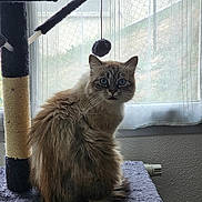 Galatea a rejoint le concours — aidez-le/la à gagner de superbes lots ! cat, fluffy, blue_eyes, cat_tree, indoor, window, curtains, toy, pom_pom, furniture, pet, animal, sitting, looking, fur, whiskers, tail, domestic, cozy, daylight