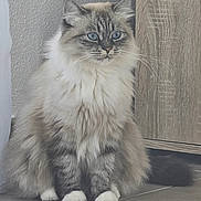 Galatea a rejoint le concours — aidez-le/la à gagner de superbes lots ! animal, blue_eyes, calm, cat, close_up, cute, domestic_animal, feline, fluffy, fur, furry, indoor, paws, pet, portrait, relaxed, sitting, tile_floor, whiskers, wooden_cabinet