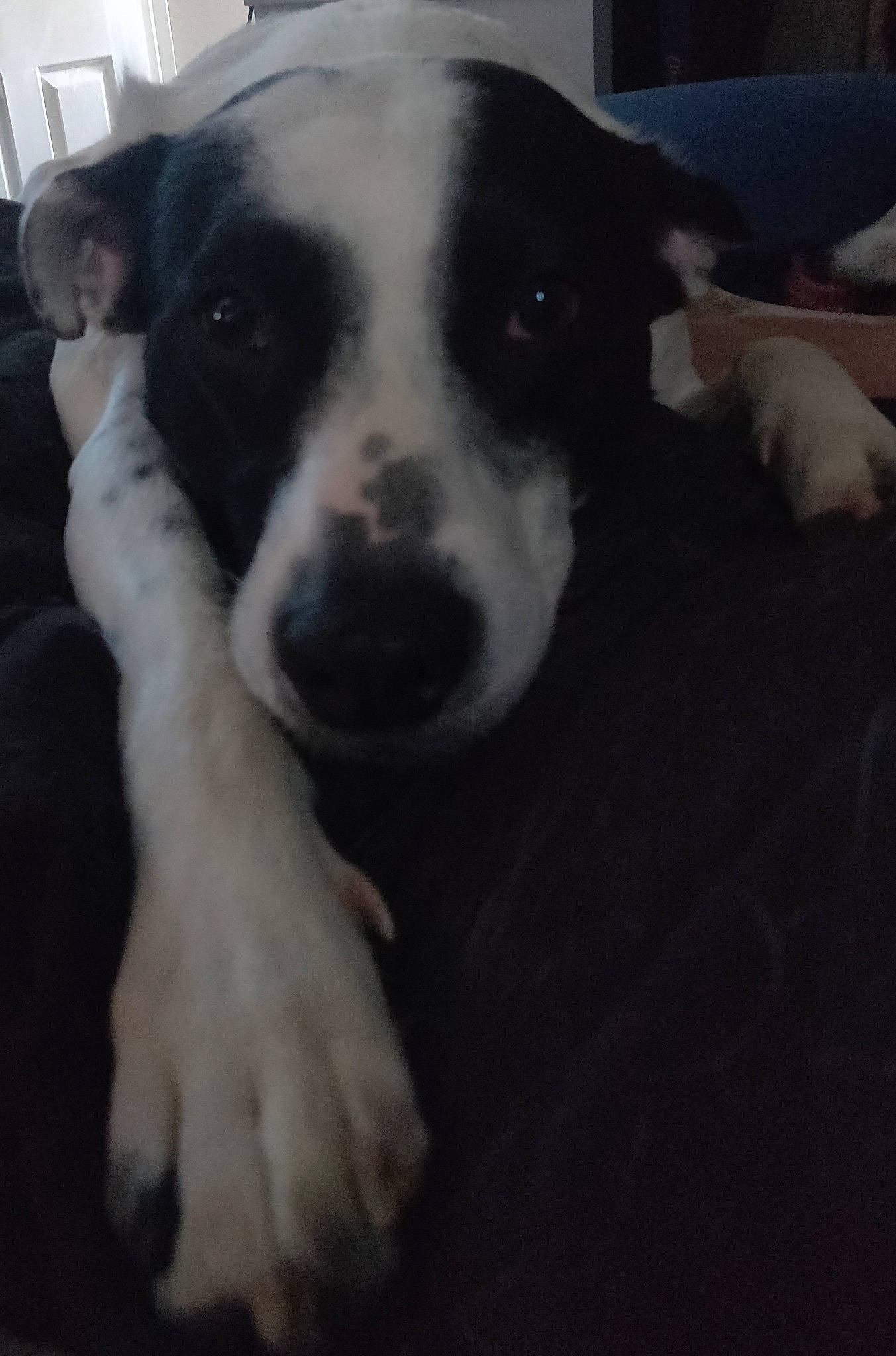 Sarge joined the competition — help win amazing prizes! border_collie, canidae, carnivore, companion_dog, dog, dog_breed, feist, mammal, nose, snout, street_dog, vertebrate