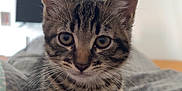 Ayko participe au concours pour gagner de l'argent avec cette photo : animal, bed, blanket, cat, curious, cute, domestic, ears, eyes, feline, fur, indoor, kitten, mammal, pet, small, striped, tabby, whiskers, young