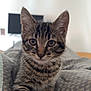 animal, bed, blanket, cat, curious, cute, domestic, ears, eyes, feline, fur, indoor, kitten, mammal, pet, small, striped, tabby, whiskers, young