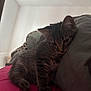 animal, bed, cat, cozy, cute, domestic_animal, feline, fur, indoor, kitten, mammal, pet, pillow, relaxed, resting, sleepy, soft, tabby, whiskers, young