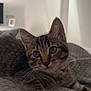 Ayko participe au concours pour gagner de l'argent avec cette photo : animal, bed, blanket, cat, cozy, curious, cute, domestic, ears, eyes, feline, indoor, kitten, paws, pet, resting, soft, tabby, whiskers, young