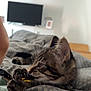 Ayko a rejoint le concours — aidez-le/la à gagner de superbes lots ! animal, bed, blanket, cat, claws, closeup, cord, cute, ears, furniture, home, indoor, kitten, paws, pet, playing, resting, tabby, television, whiskers