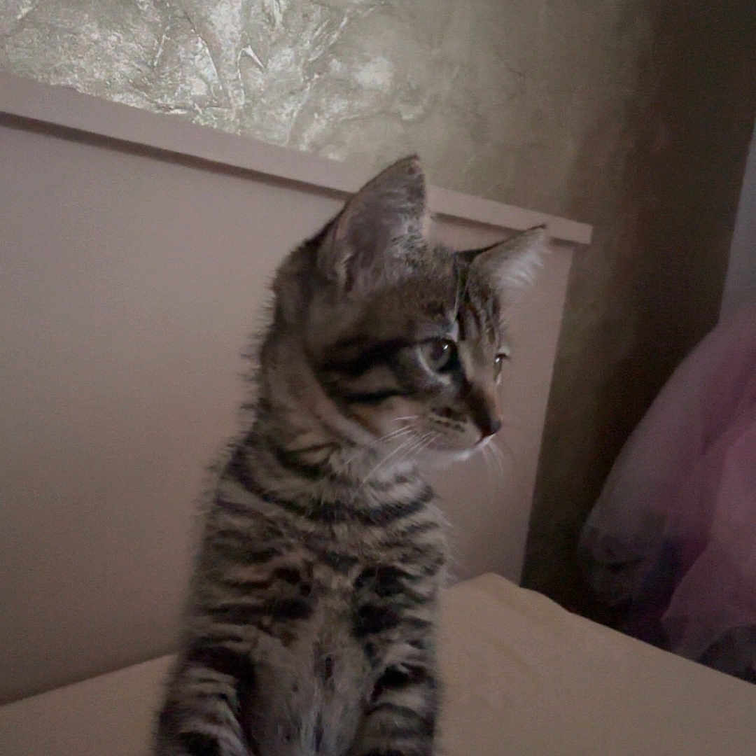 Ayko participe au concours pour gagner de l'argent avec cette photo : animal, bed, cat, cozy, curious, domestic, feline, human_arm, indoor, kitten, looking, paw, pet, resting, side_view, soft_light, striped, tabby, texture, young