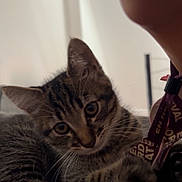 Ayko a rejoint le concours — aidez-le/la à gagner de superbes lots ! animal, bed, blanket, cat, chin, closeup, curious, cute, feline, indoor, kitten, lanyard, neck, paw, person, pet, playful, tabby, whiskers, young