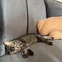 Ayko a rejoint le concours — aidez-le/la à gagner de superbes lots ! animal, blanket, cat, comfort, couch, cozy, cute, domestic, feline, fur, gray_couch, home, indoor, kitten, pet, relaxed, resting, sleeping, soft, tabby