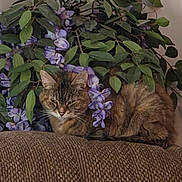 Maggie joined the competition — help win amazing prizes! cat, tabby_cat, couch, indoor, plant, green_leaves, purple_flowers, feline, pet, resting, cozy, fur, whiskers, relaxed, home, animal, texture, closeup, leafy, nature_indoor