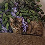cat, tabby_cat, couch, indoor, plant, green_leaves, purple_flowers, feline, pet, resting, cozy, fur, whiskers, relaxed, home, animal, texture, closeup, leafy, nature_indoor