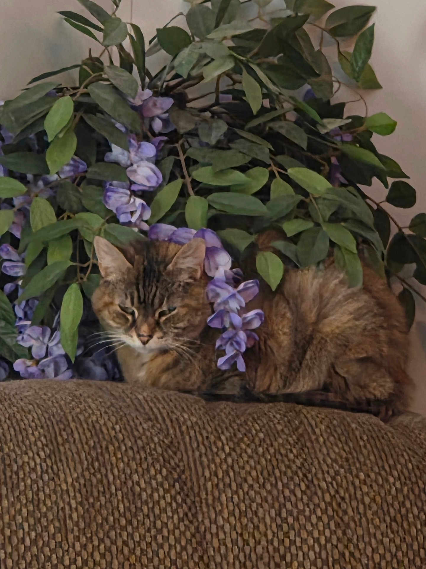 Maggie joined the competition — help win amazing prizes! cat, tabby_cat, couch, indoor, plant, green_leaves, purple_flowers, feline, pet, resting, cozy, fur, whiskers, relaxed, home, animal, texture, closeup, leafy, nature_indoor