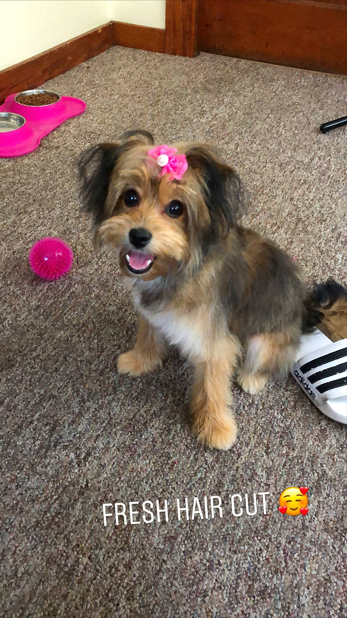 Pipoca joined the competition — help win amazing prizes! biewer_terrier, bolonka, canidae, carnivore, cavachon, chinese_imperial_dog, companion_dog, dog, dog_breed, lhasa_apso, maltepoo, mammal, morkie, puppy, rare_breed_dog, shih_tzu, toy_dog, vertebrate, yorkipoo, yorkshire_terrier