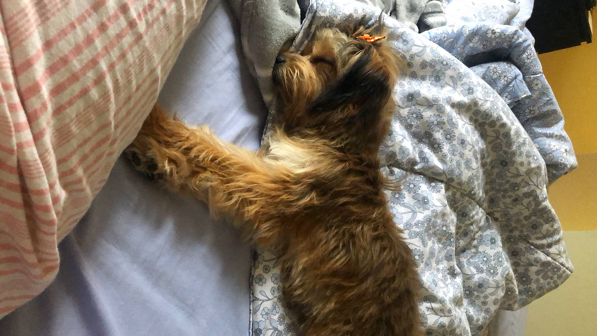 Pipoca joined the competition — help win amazing prizes! carnivore, cat, felidae, fur, nap, norwegian_forest_cat, sleep, sloth, small_to_medium_sized_cats, tail, textile, three_toed_sloth, whiskers