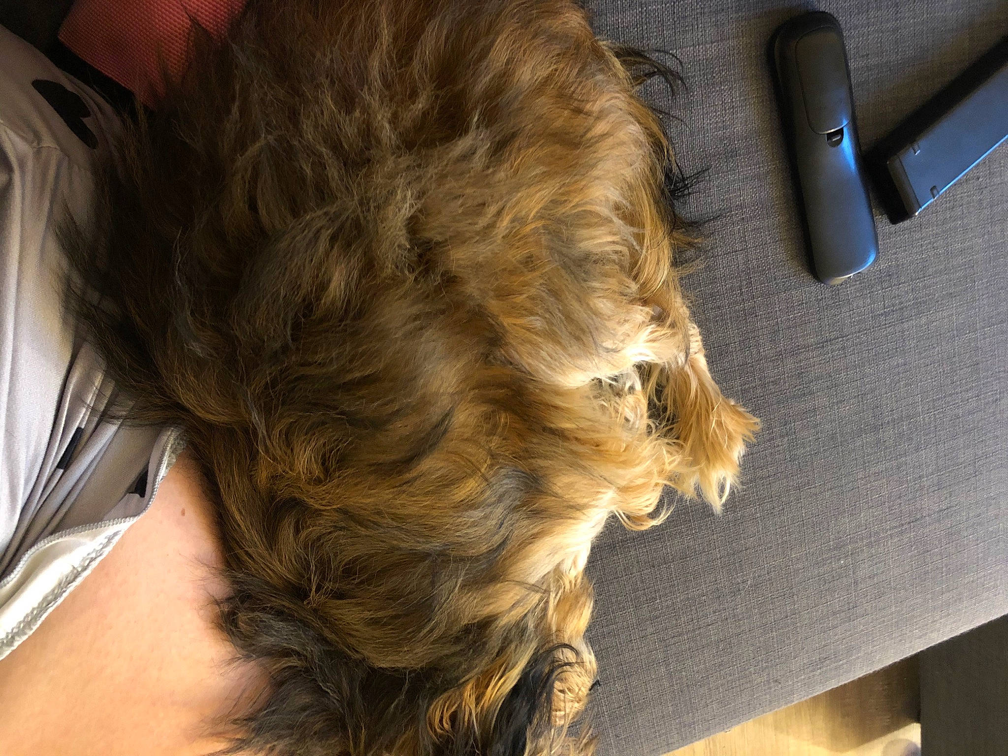 Pipoca is registered to the contest to win money with this photo: brown_hair, fawn, fur, hair, hair_care, hair_coloring, hairstyle, layered_hair, long_hair