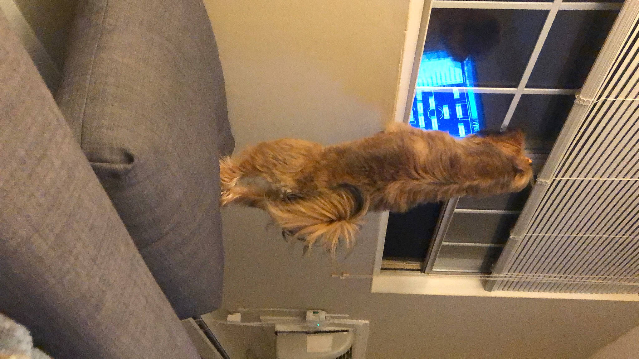 Pipoca is registered to the contest to win money with this photo: carnivore, cat, felidae, small_to_medium_sized_cats, whiskers