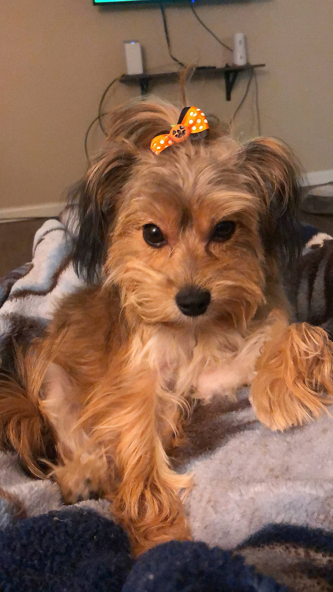 Pipoca is registered to the contest to win money with this photo: biewer_terrier, bolonka, canidae, carnivore, cavachon, companion_dog, dog, dog_breed, havanese, maltepoo, mammal, morkie, puppy, schnoodle, small_terrier, snout, terrier, vertebrate, yorkipoo, yorkshire_terrier