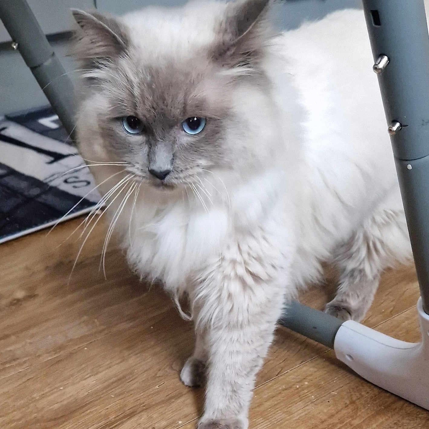 Teddy joined the competition — help win amazing prizes! angora, animal, cat, chair, computer, desk, electronics, furniture, hardwood, kitten, laptop, manx, pc, pet, plywood, siamese, table, toy, white, wood