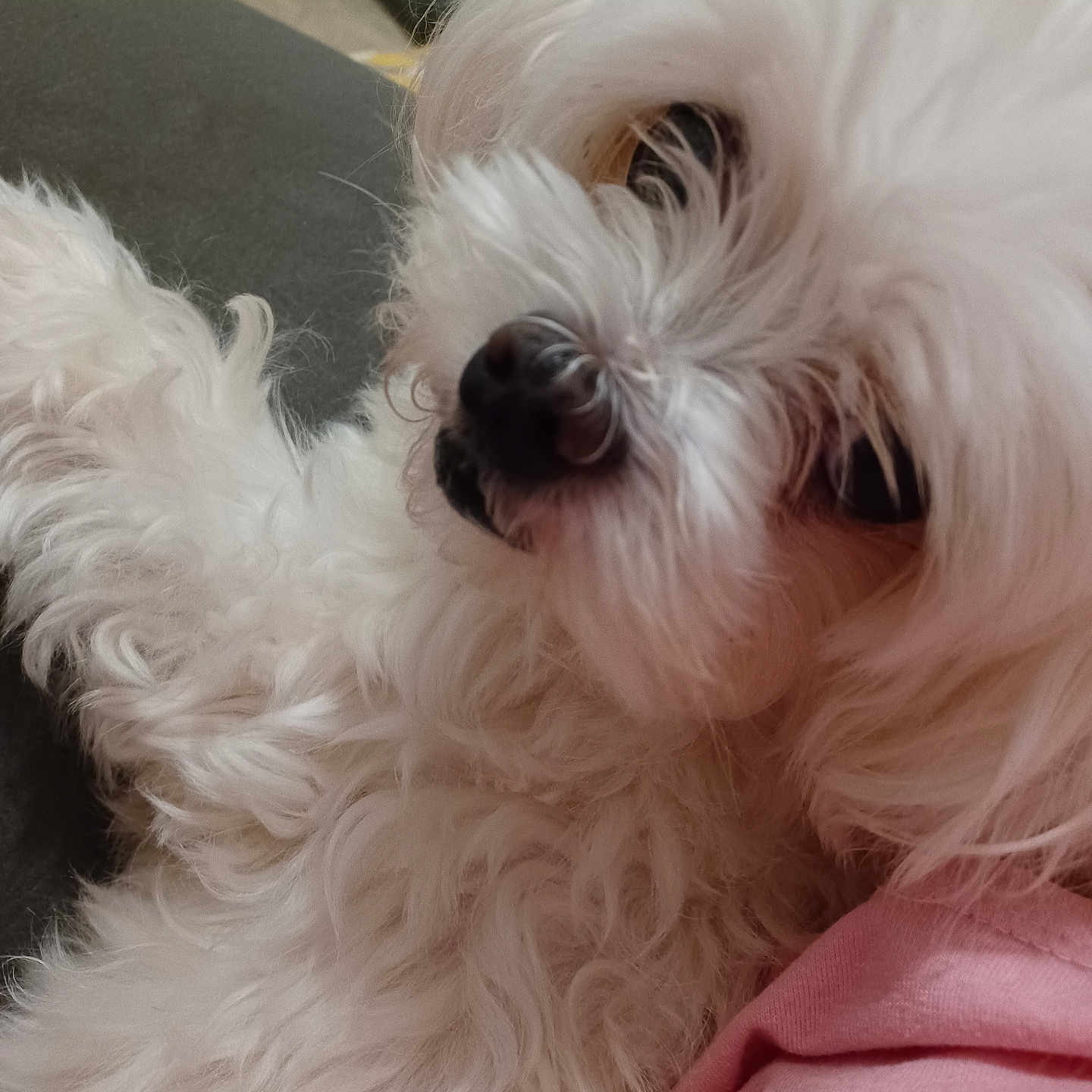 Molly is registered to the contest to win money with this photo: animal, bodypart, canine, cockerspaniel, couch, dog, eskimodog, furniture, hound, mouth, papillon, person, pet, poodle, puppy, terrier, whitedog