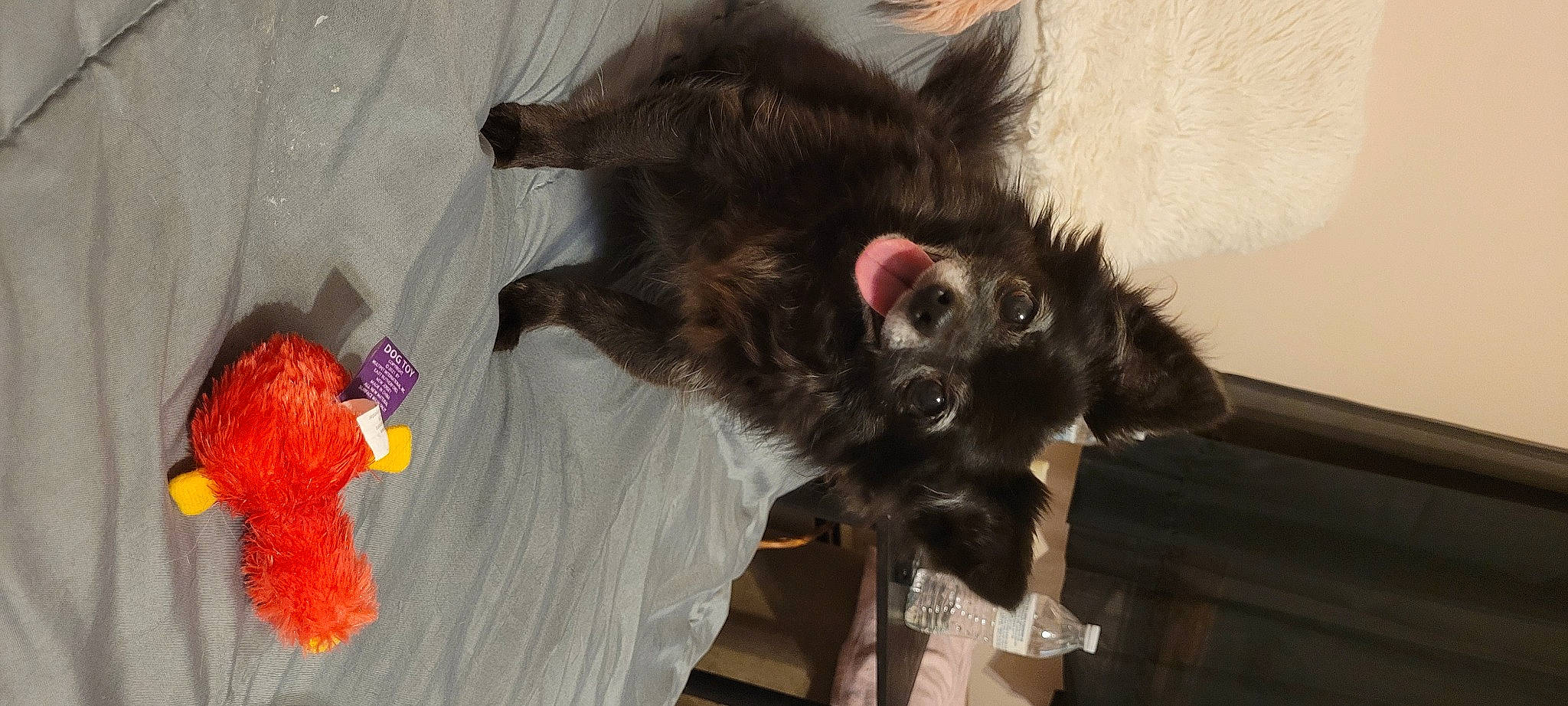 Potato is registered to the contest to win money with this photo: black_cat, canidae, carnivore, cat, claw, companion_dog, dog_breed, domestic_short_haired_cat, fawn, felidae, fur, liver, paw, schnauzer, small_to_medium_sized_cats, sporting_group, tail, whiskers