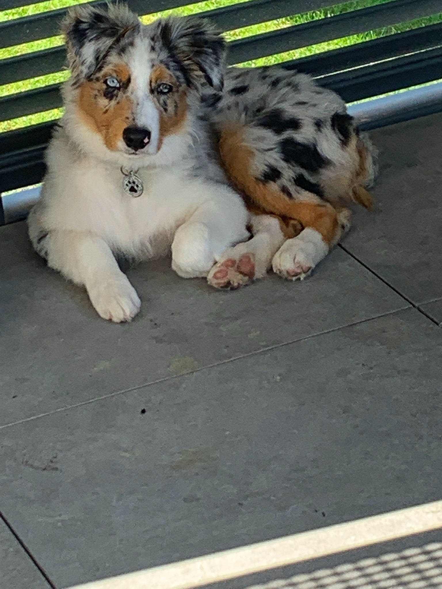 Diamond participe au concours pour gagner de l'argent avec cette photo : asphalt, canidae, carnivore, companion_dog, dog, dog_breed, felidae, fur, grass, mammal, paw, road_surface, sporting_group, terrestrial_animal, whiskers, wildlife, working_dog