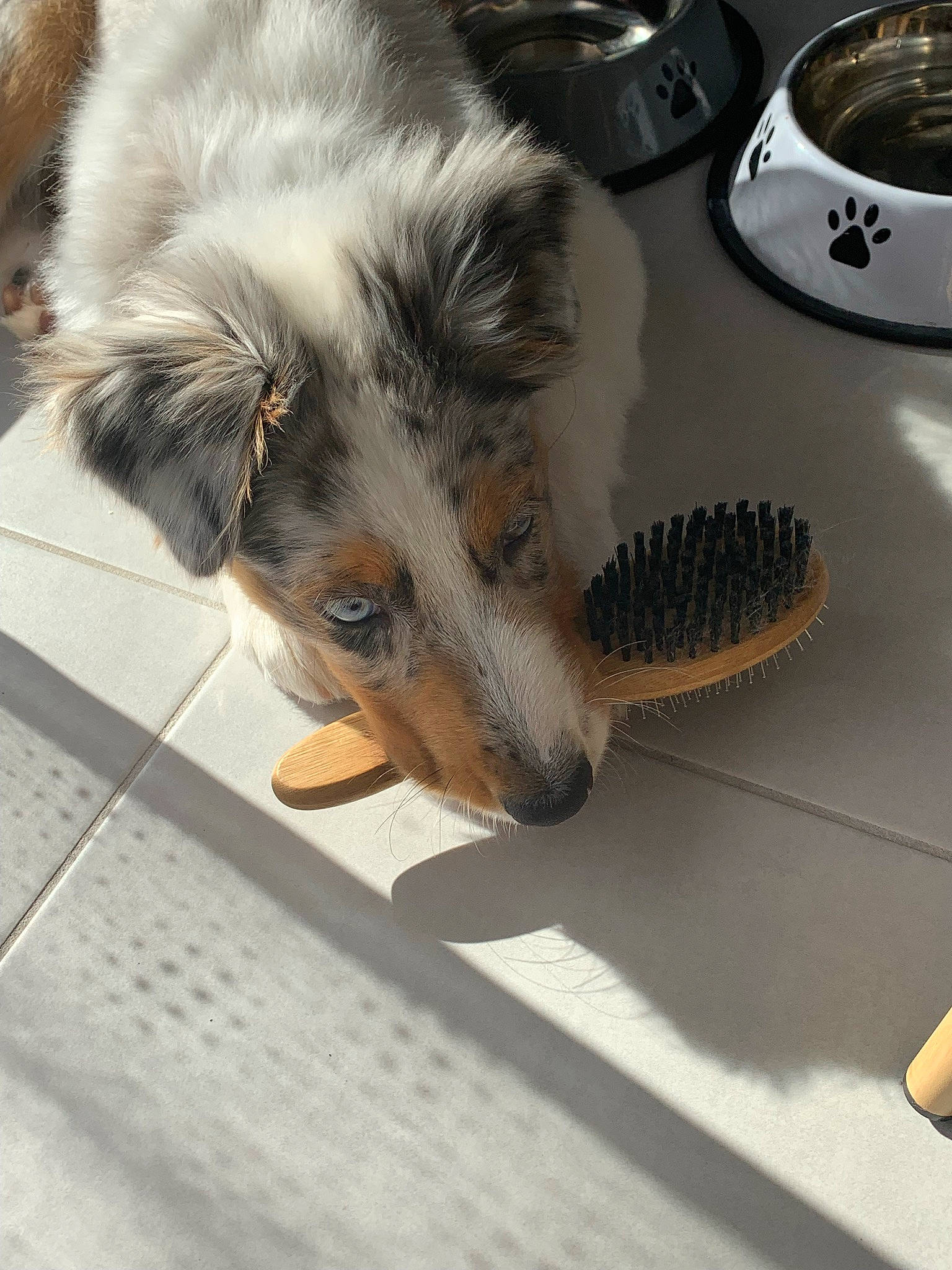 Diamond a rejoint le concours — aidez-le/la à gagner de superbes lots ! audio_equipment, canidae, carnivore, claw, companion_dog, dog, dog_breed, felidae, floor, flooring, fur, paw, scale, small_to_medium_sized_cats, snout, sporting_group, telephone, telephony, terrestrial_animal, whiskers