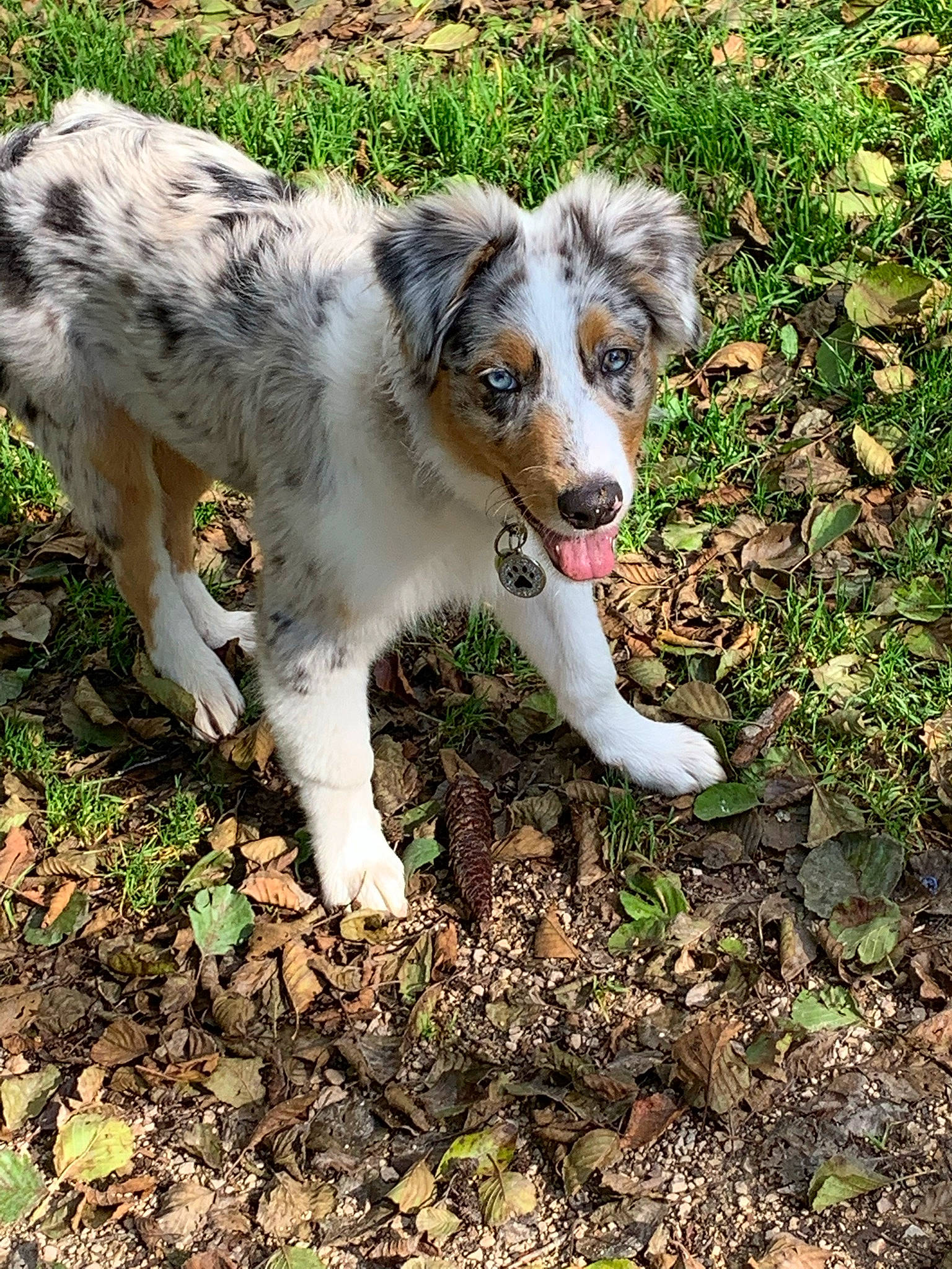 Diamond a rejoint le concours — aidez-le/la à gagner de superbes lots ! australian_shepherd, canidae, carnivore, companion_dog, dog, dog_breed, fur, grass, groundcover, herding_dog, miniature_australian_shepherd, plant, snout, soil, sporting_group, tail, terrestrial_animal, whiskers, working_animal, working_dog